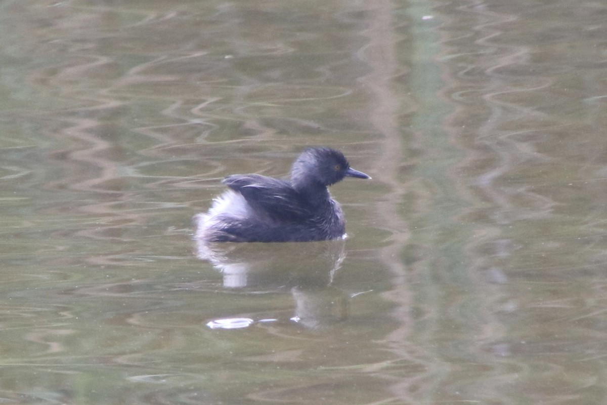 Least Grebe - ML646691251