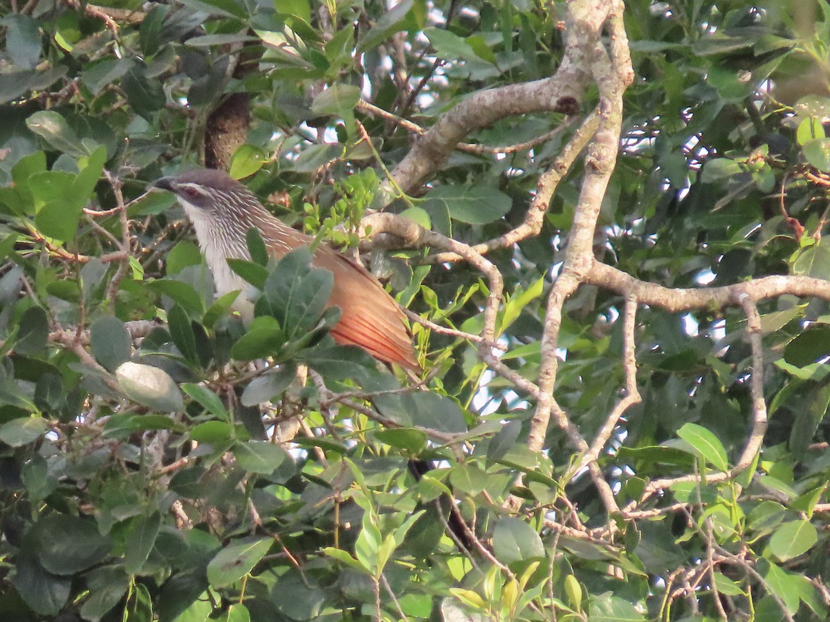 White-browed Coucal - ML646691254