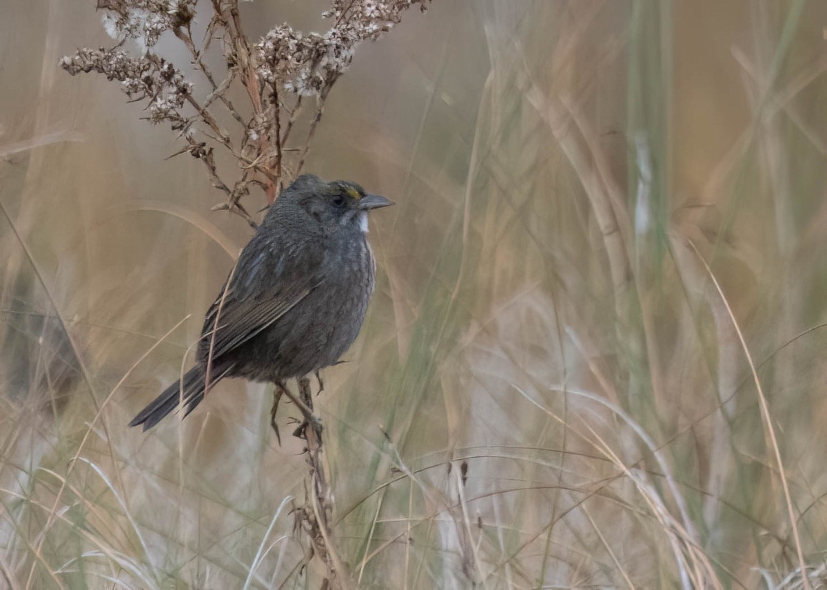 Seaside Sparrow - ML646691255