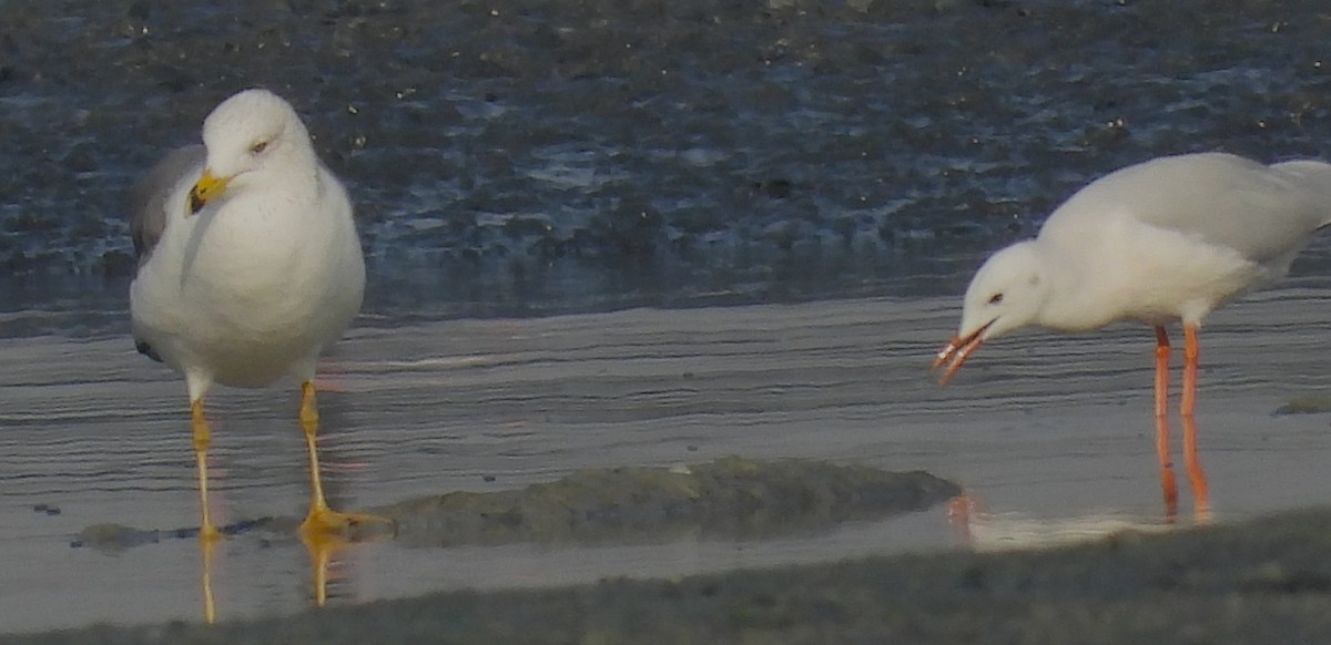 Armenian Gull - ML646691256