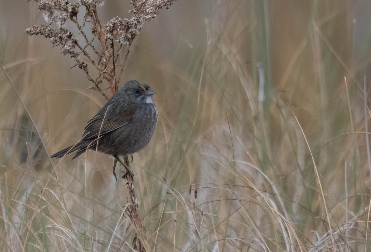 Seaside Sparrow - ML646691260