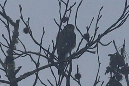 Sharp-shinned Hawk - ML646691263