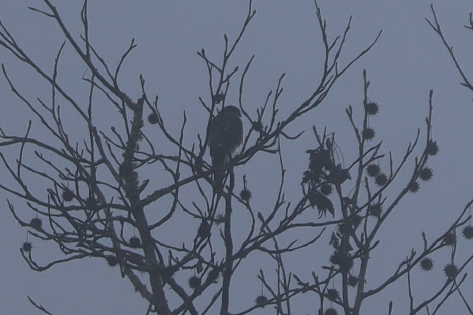 Sharp-shinned Hawk - ML646691264