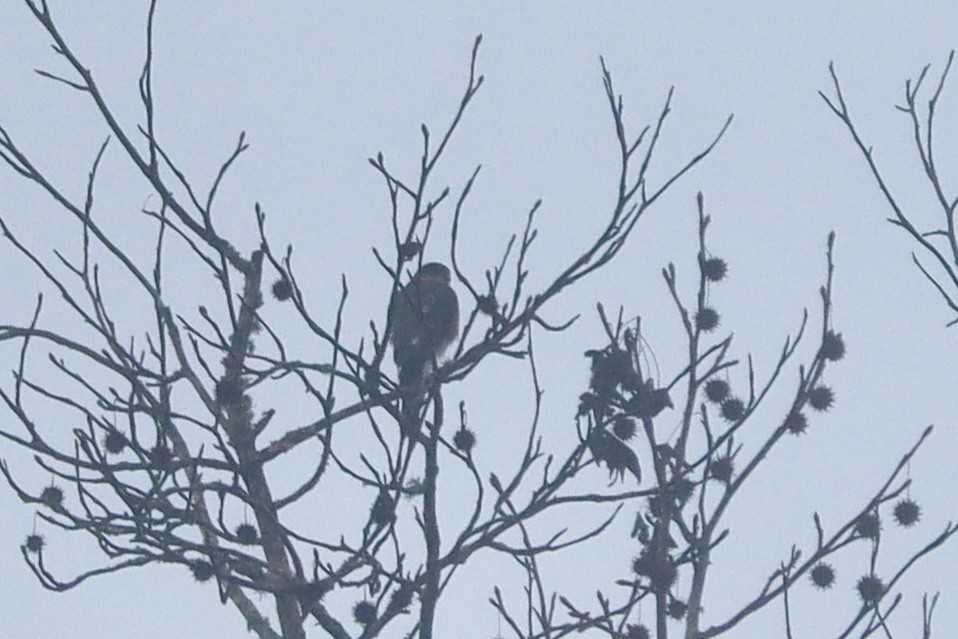 Sharp-shinned Hawk - ML646691265