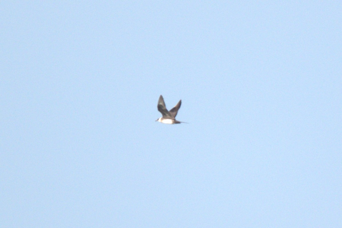 chaluha příživná - ML646691267