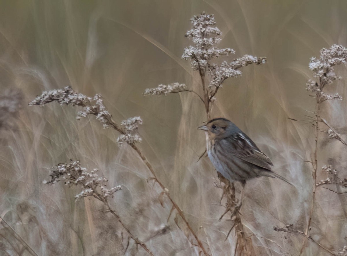 nålstjertspurv - ML646691268