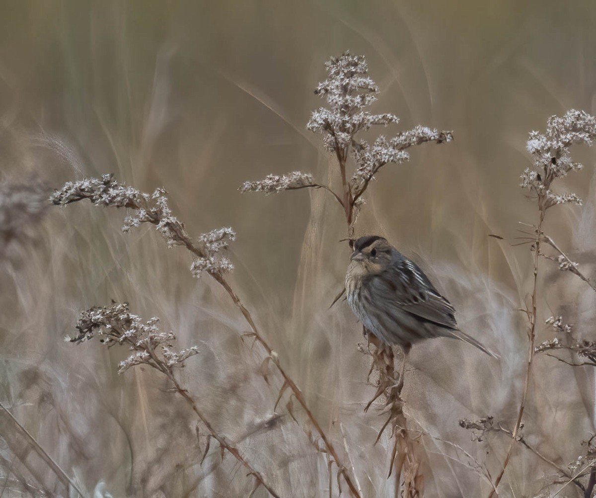 nålstjertspurv - ML646691269