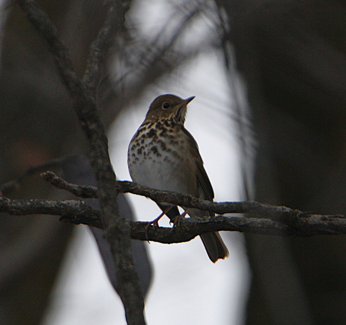 Hermit Thrush - ML646691271
