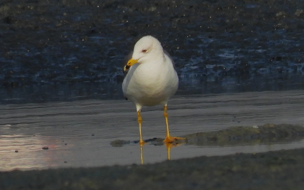 Armenian Gull - ML646691272