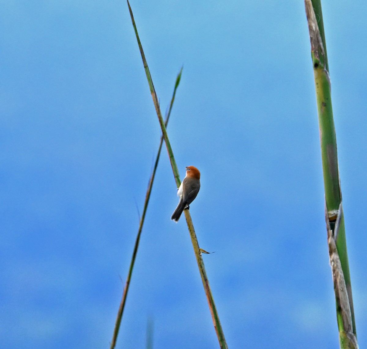 White-breasted Parrotbill - ML646691274