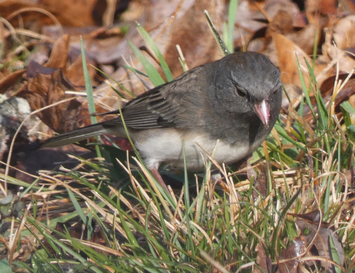 Dark-eyed Junco (Slate-colored) - ML646691275