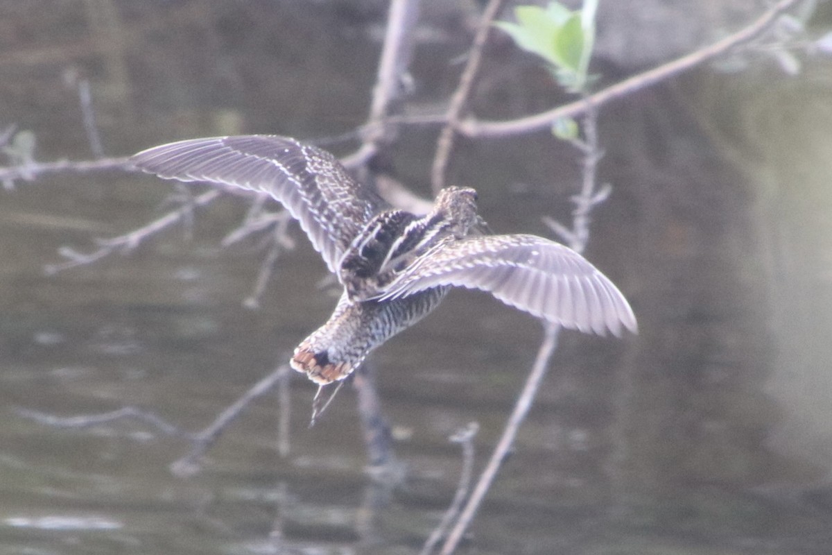 Wilson's Snipe - ML646691278