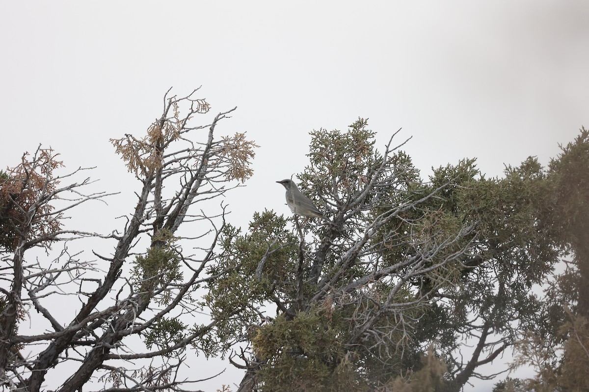 ノドグロツグミ - ML646691281