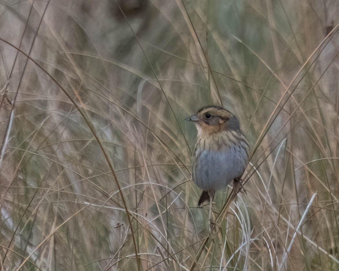 nålstjertspurv - ML646691282