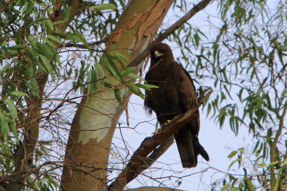 Wahlberg's Eagle - ML646691285