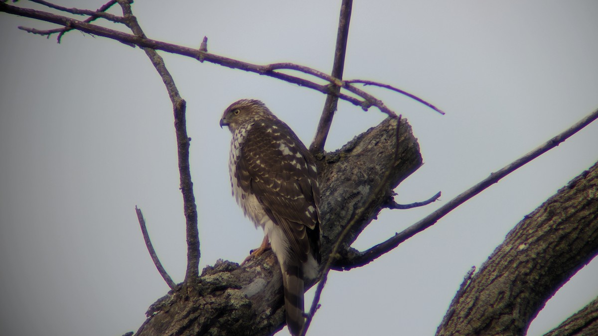 Cooper's Hawk - ML646691292