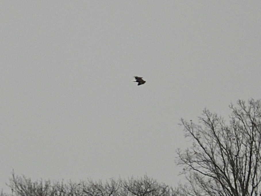 Орлан білоголовий - ML646691293