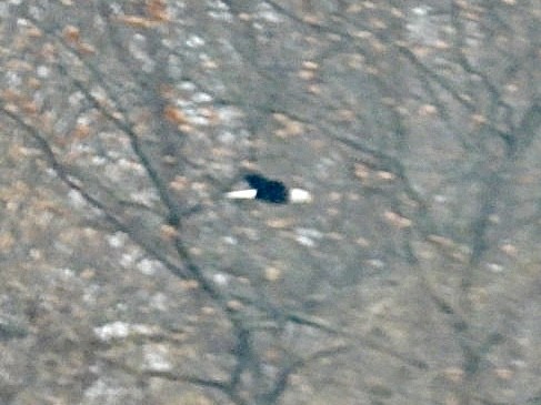 Орлан білоголовий - ML646691294