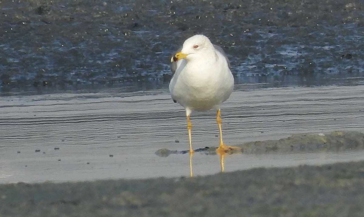 Armenian Gull - ML646691295