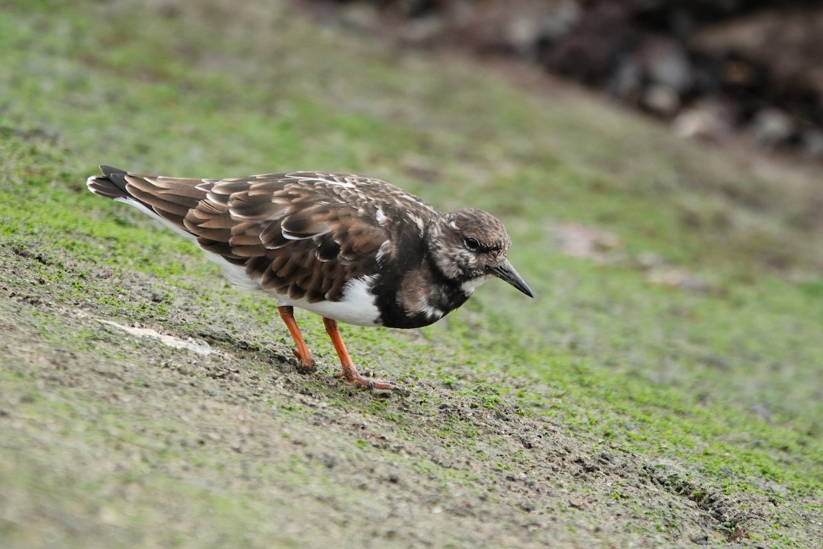 Ruddy Turnstone - ML646691297