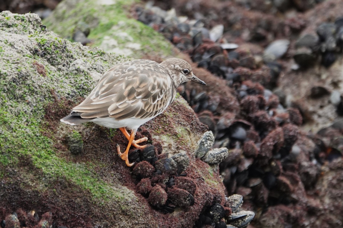 Ruddy Turnstone - ML646691298