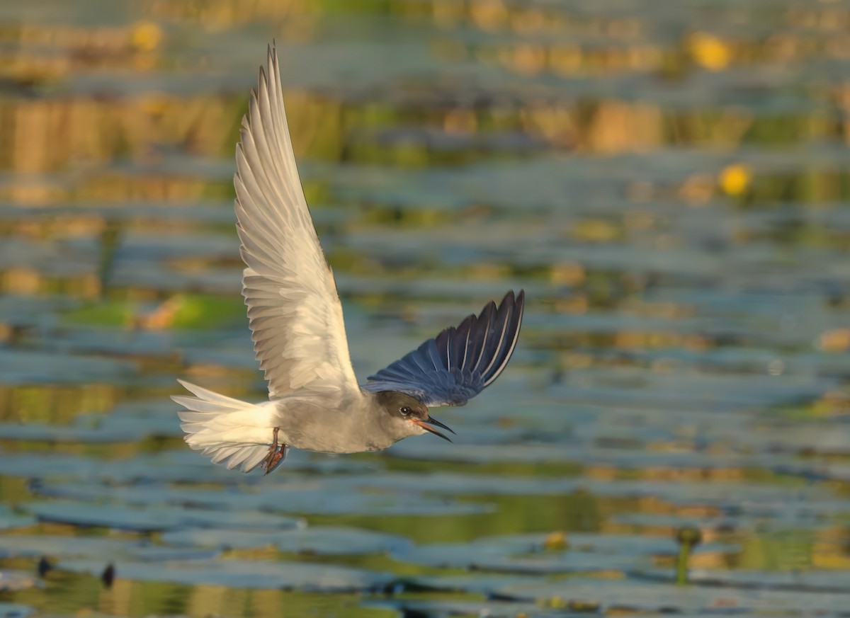 Black Tern - ML646691302