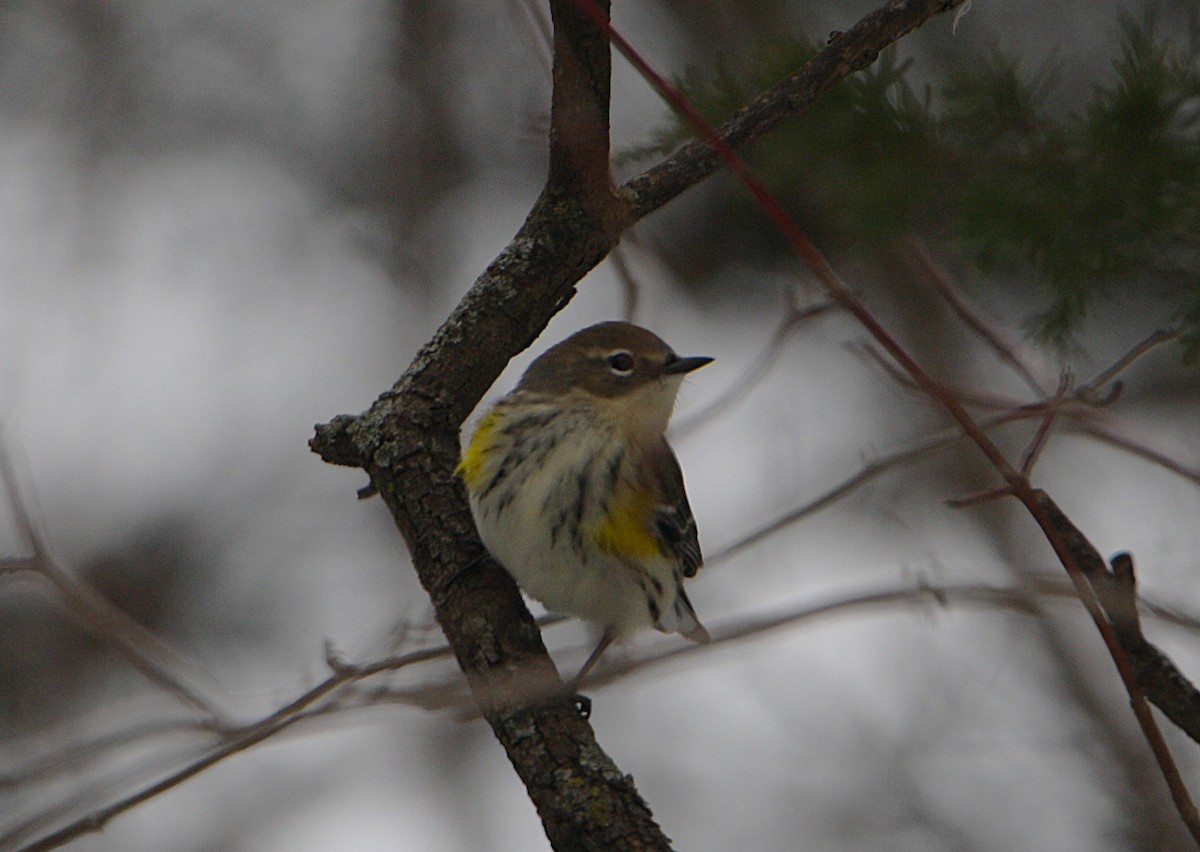 Kronenwaldsänger - ML646691306