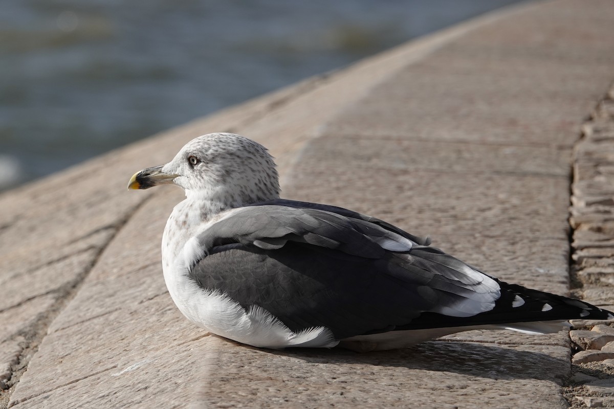 Lesser Black-backed Gull - ML646691307
