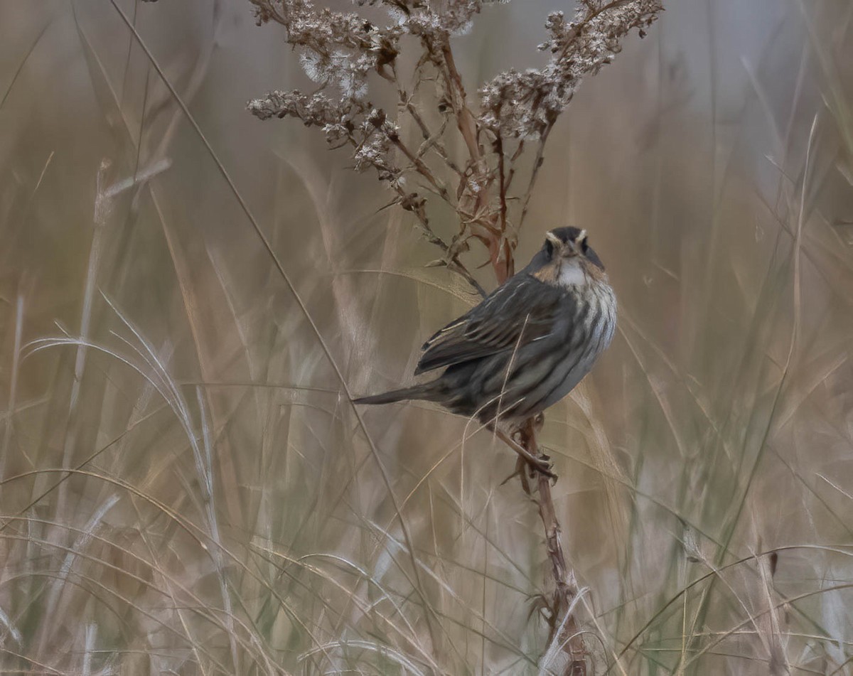 Saltmarsh Sparrow - ML646691309