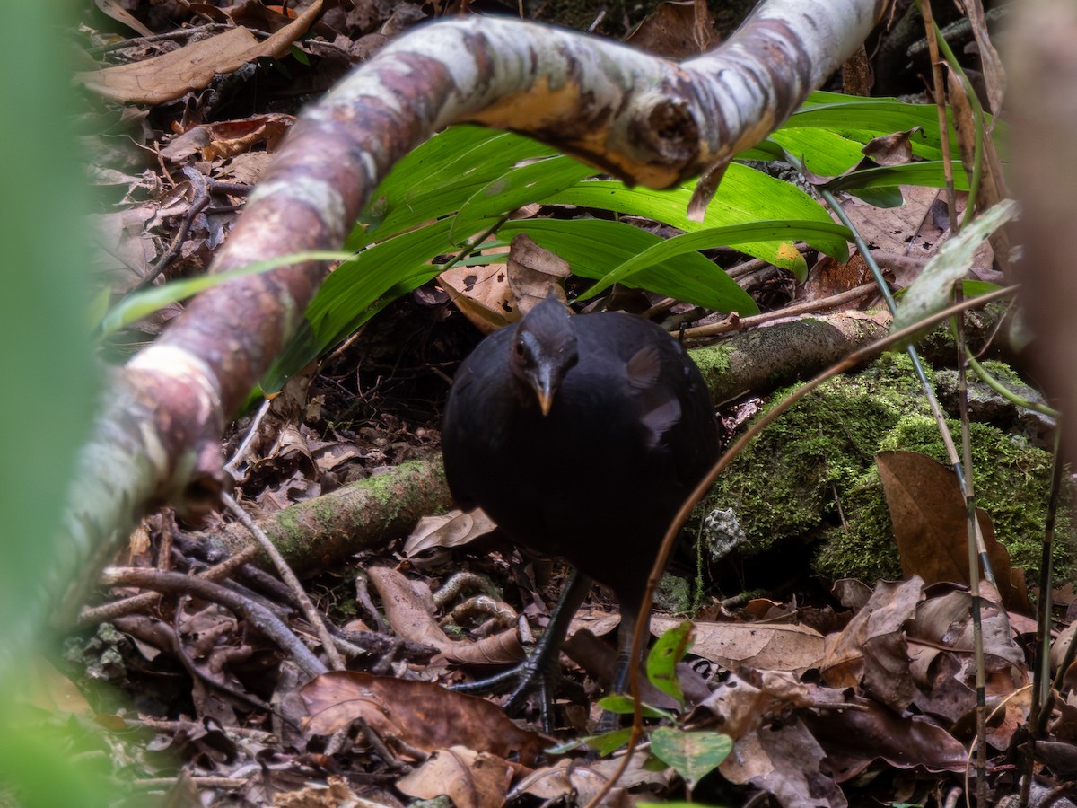 Dusky Megapode (Dusky) - ML646691311