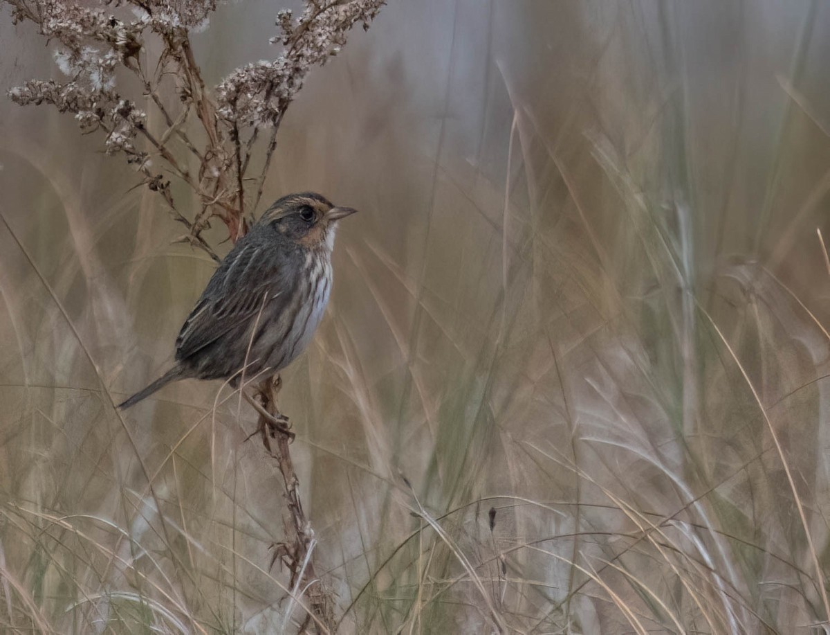 Saltmarsh Sparrow - ML646691312