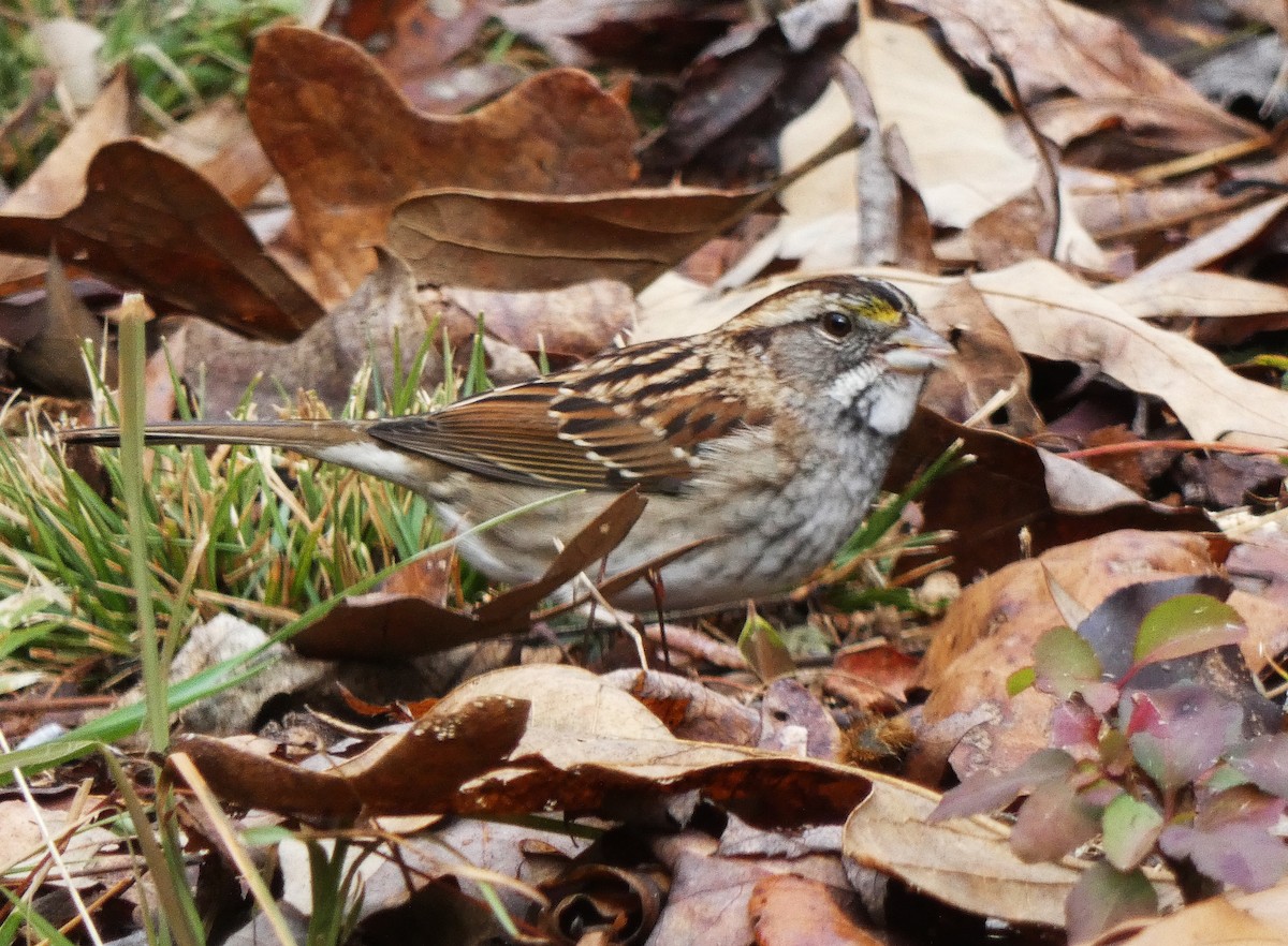 White-throated Sparrow - ML646691314