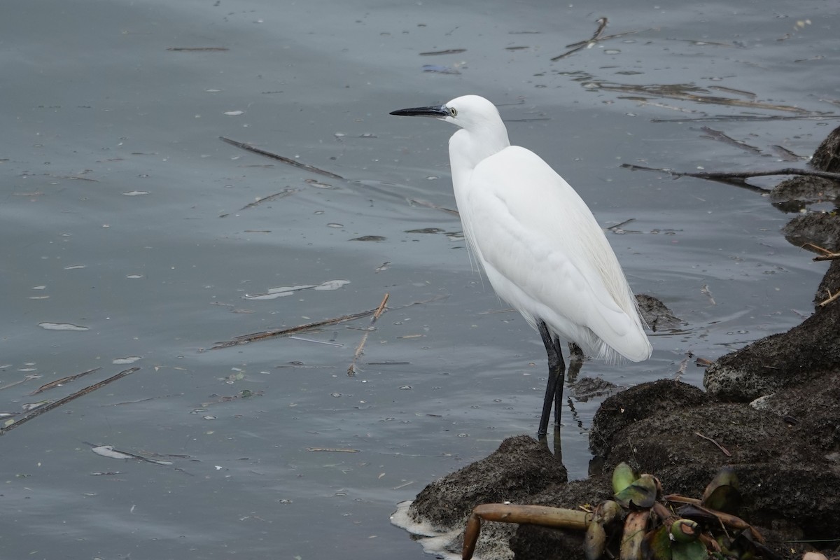 Little Egret - ML646691316