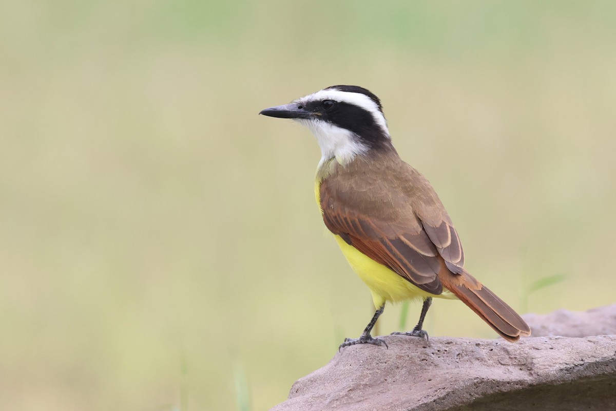 キバラオオタイランチョウ - ML646691319