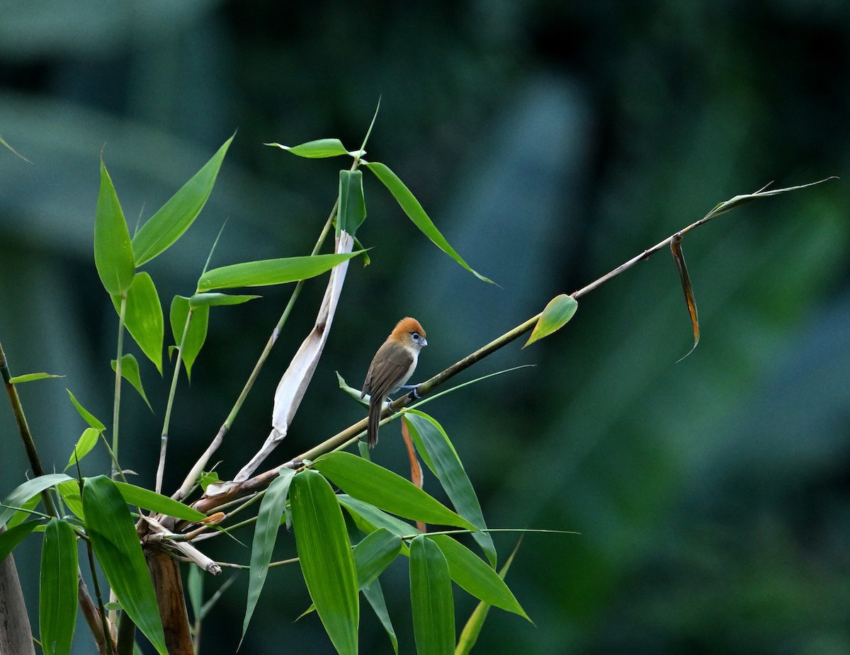 Pale-billed Parrotbill - ML646691320