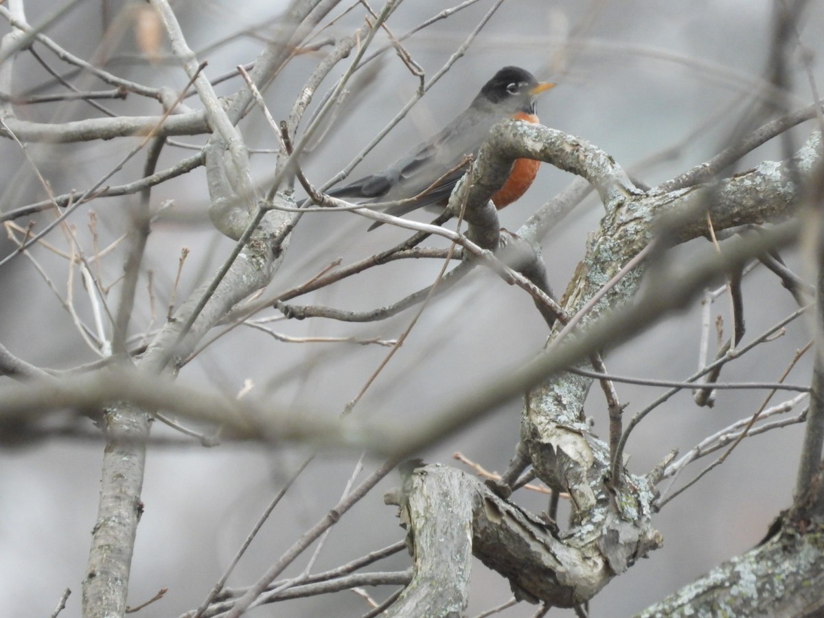 Дрізд мандрівний - ML646691321