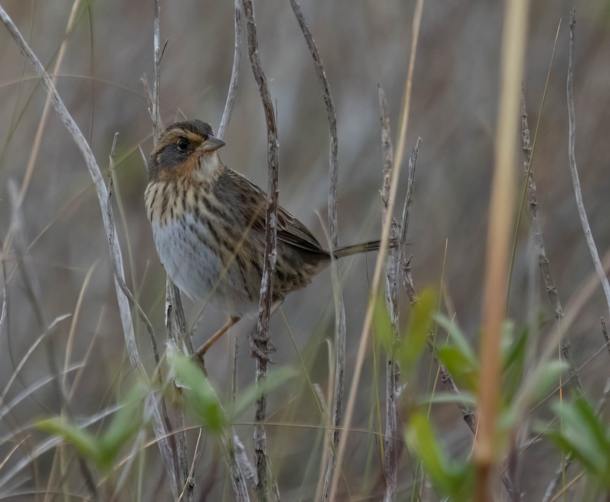 Saltmarsh Sparrow - ML646691324