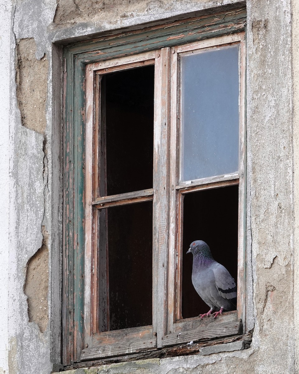 Piccione domestico - ML646691326