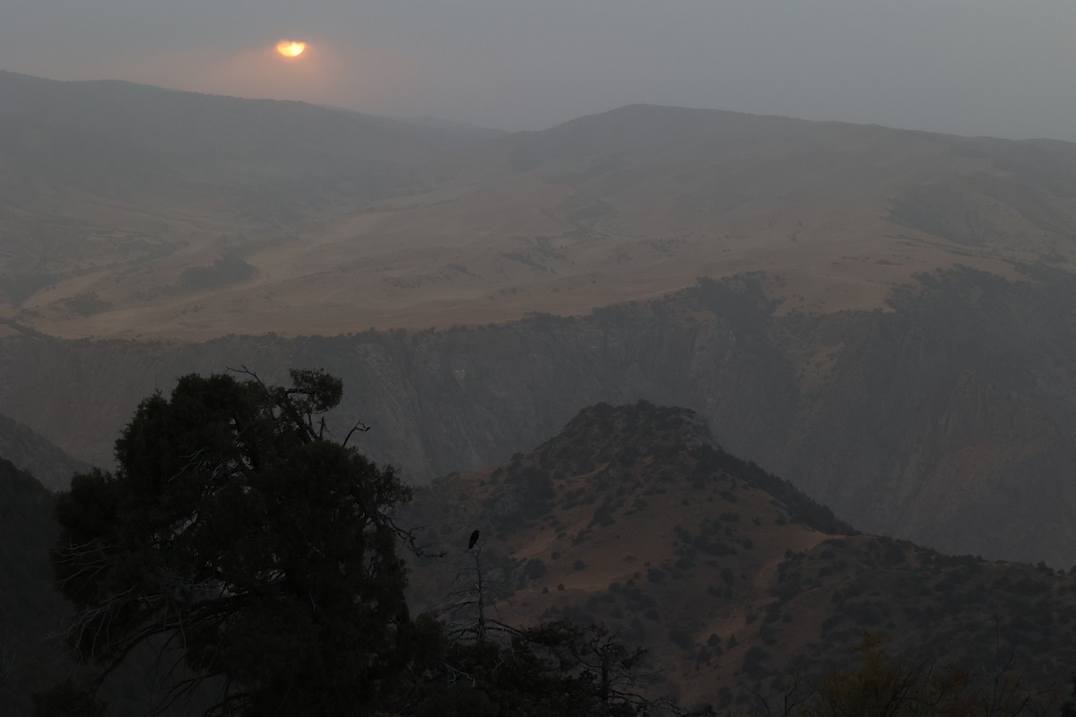 ハシボソガラス - ML646691327