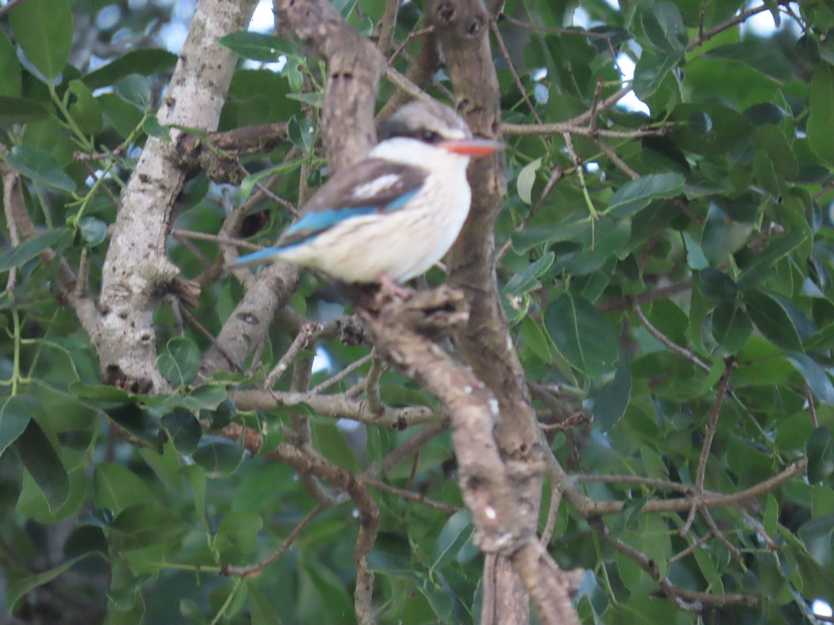 Gray-headed Kingfisher - ML646691329