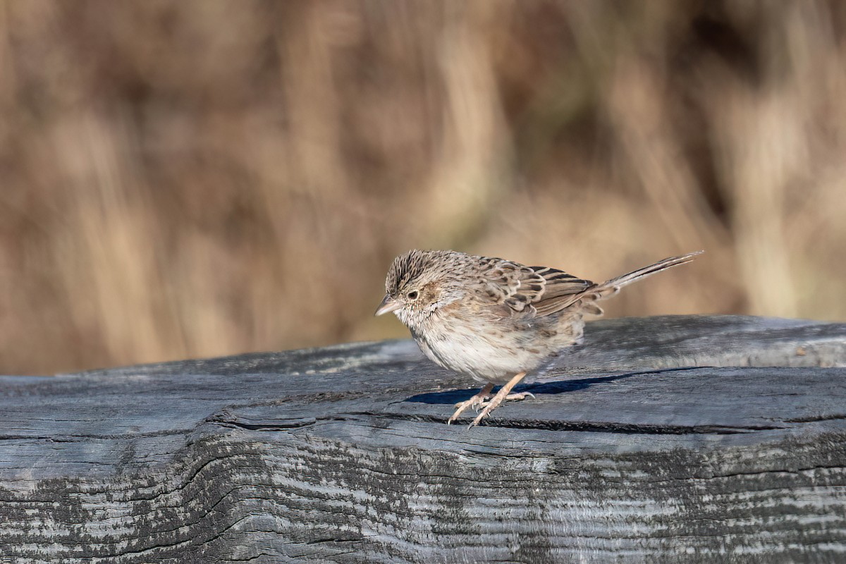Cassin's Sparrow - ML646691333
