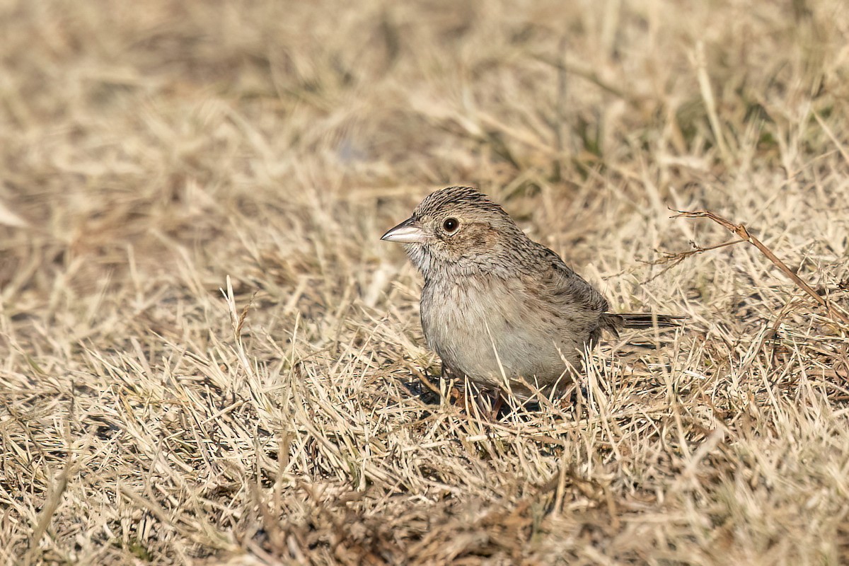 Cassin's Sparrow - ML646691334