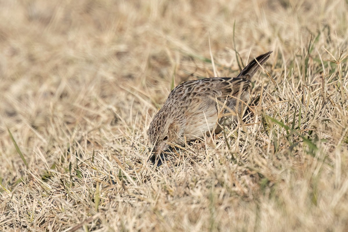 Cassin's Sparrow - ML646691336