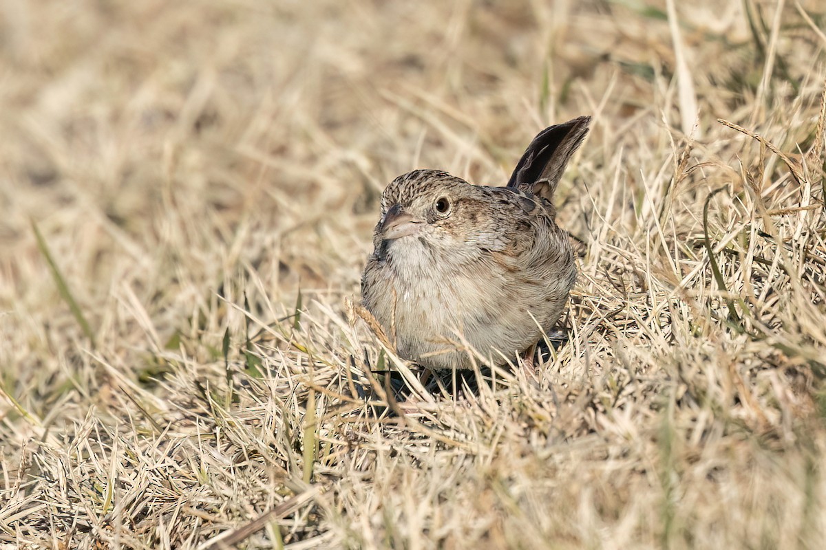 Cassin's Sparrow - ML646691337