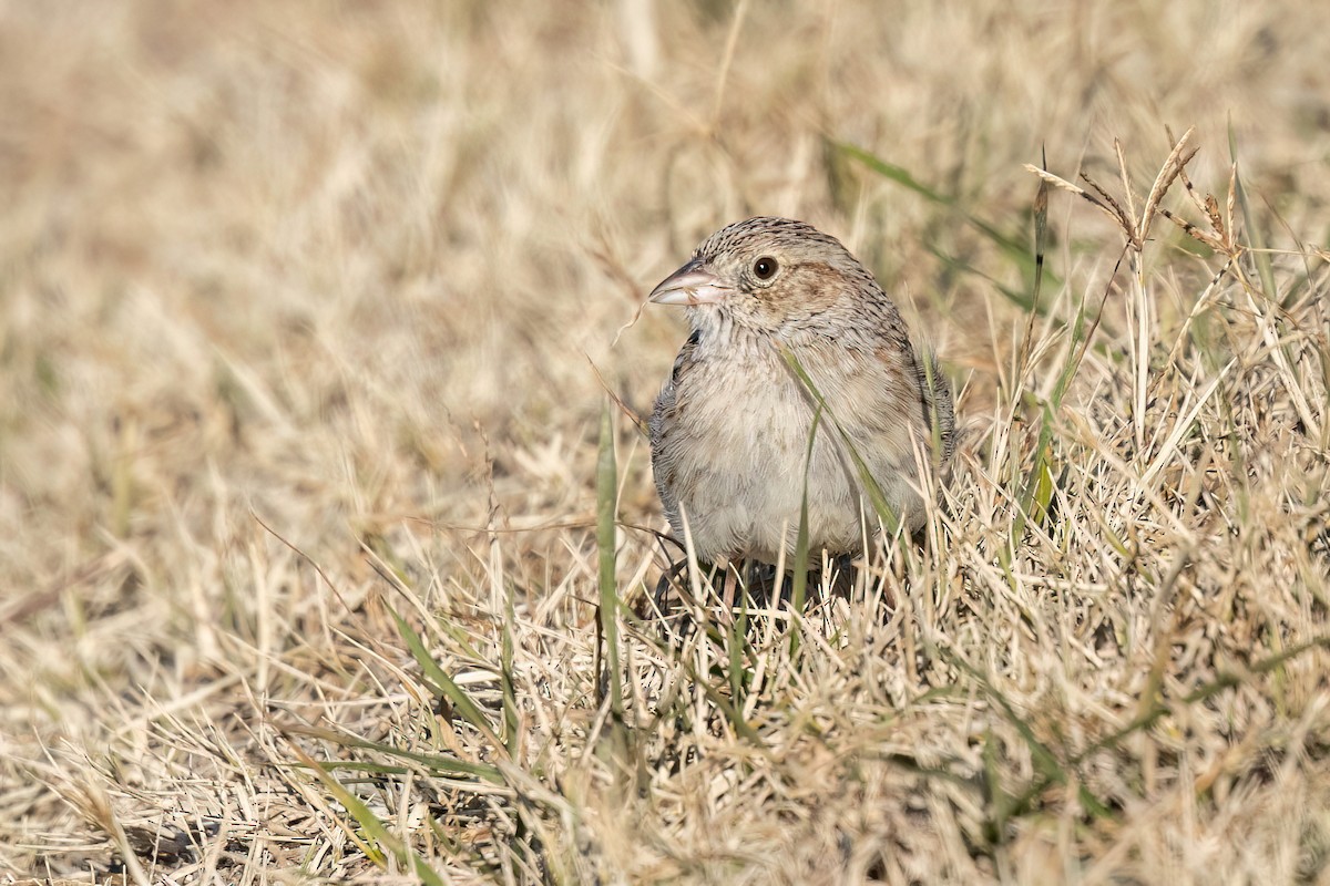 Cassin's Sparrow - ML646691339