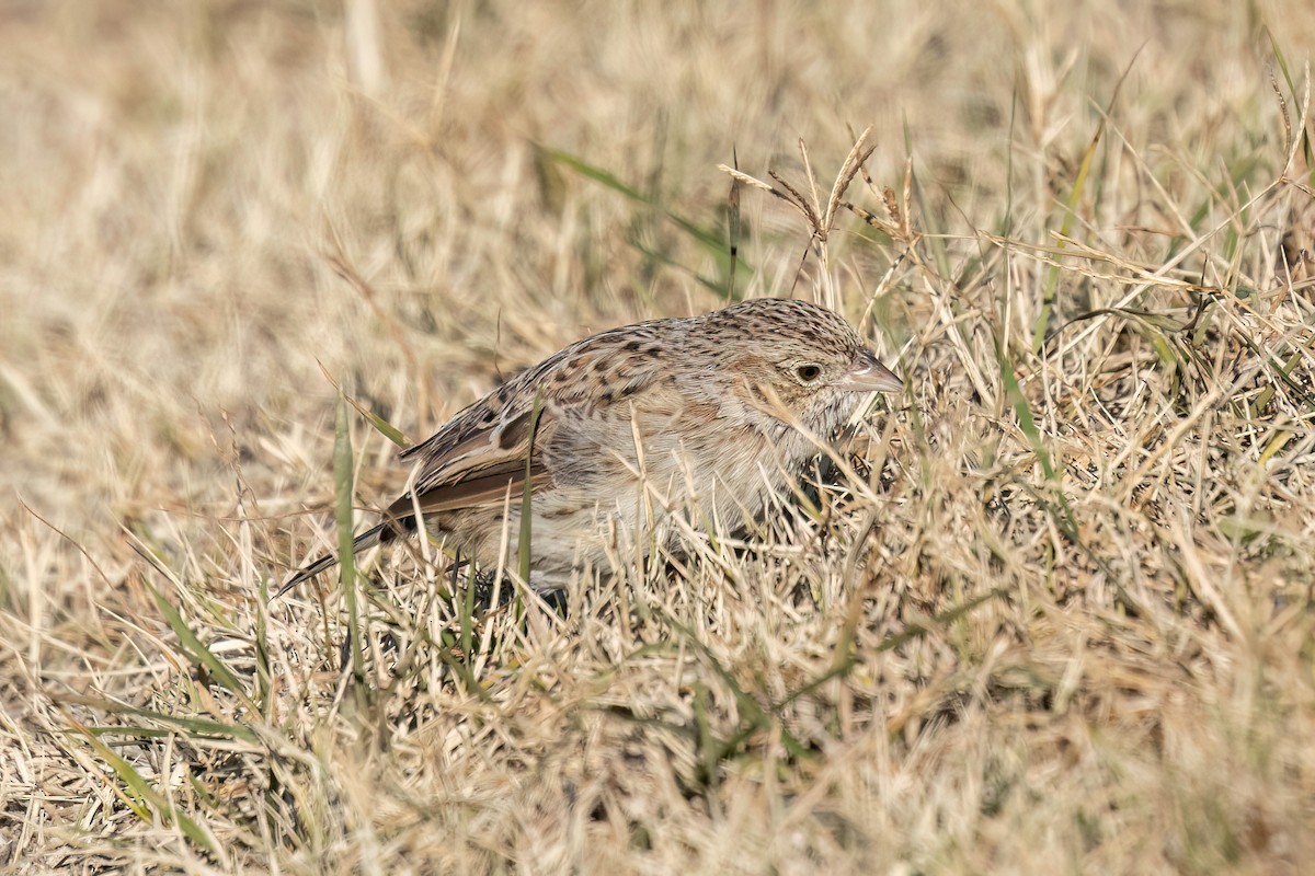 Cassin's Sparrow - ML646691340