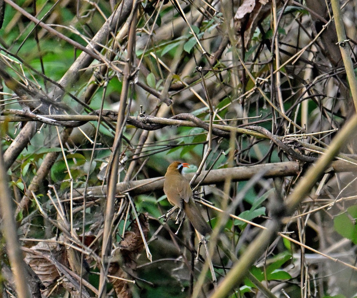 Red-billed Scimitar-Babbler - ML646691341