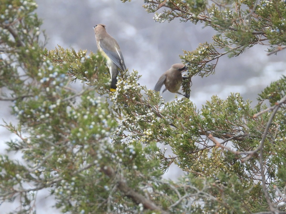 Омелюх американський - ML646691342