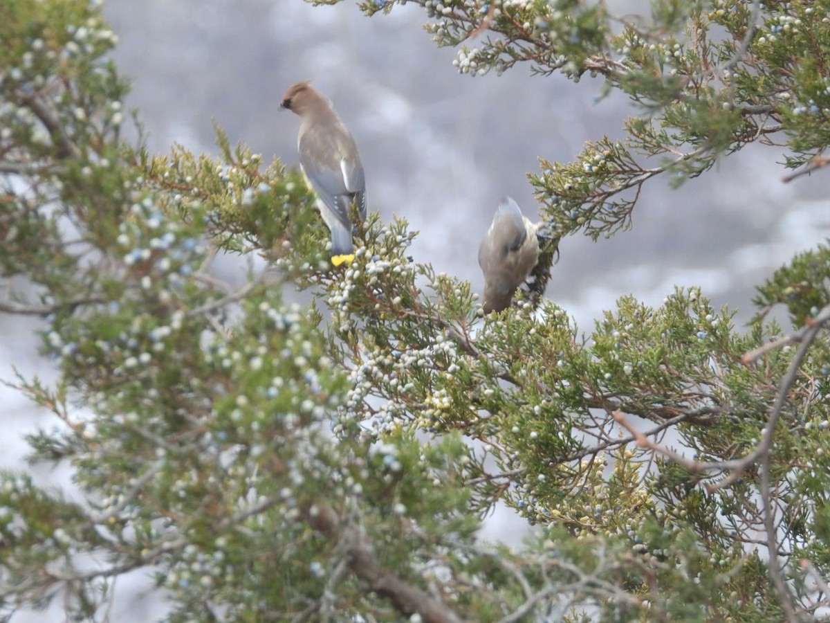 Омелюх американський - ML646691343