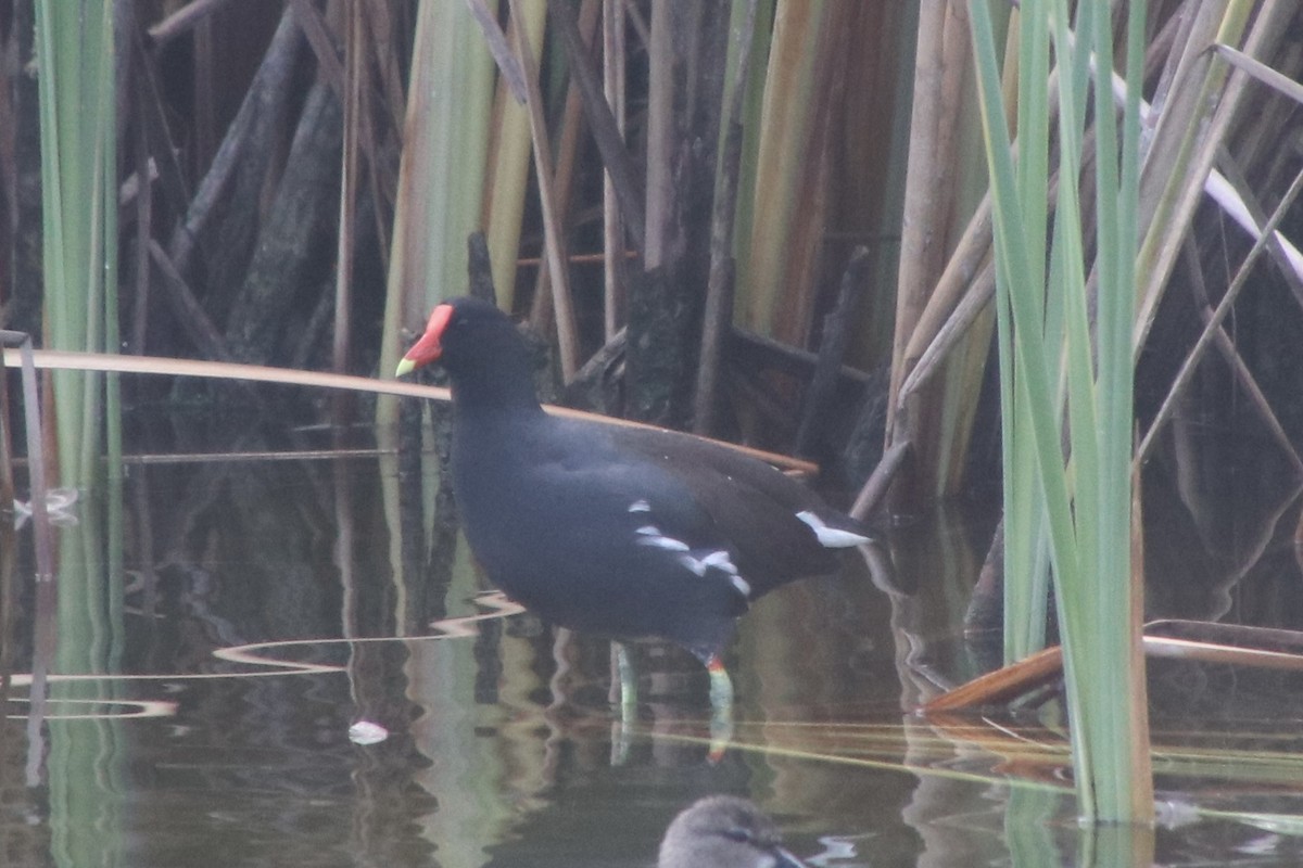 Common Gallinule - ML646691344